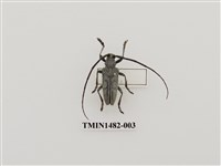 藏品(天牛科(一)台灣)的圖片